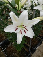 [4259 Gandhara No02.JPG]